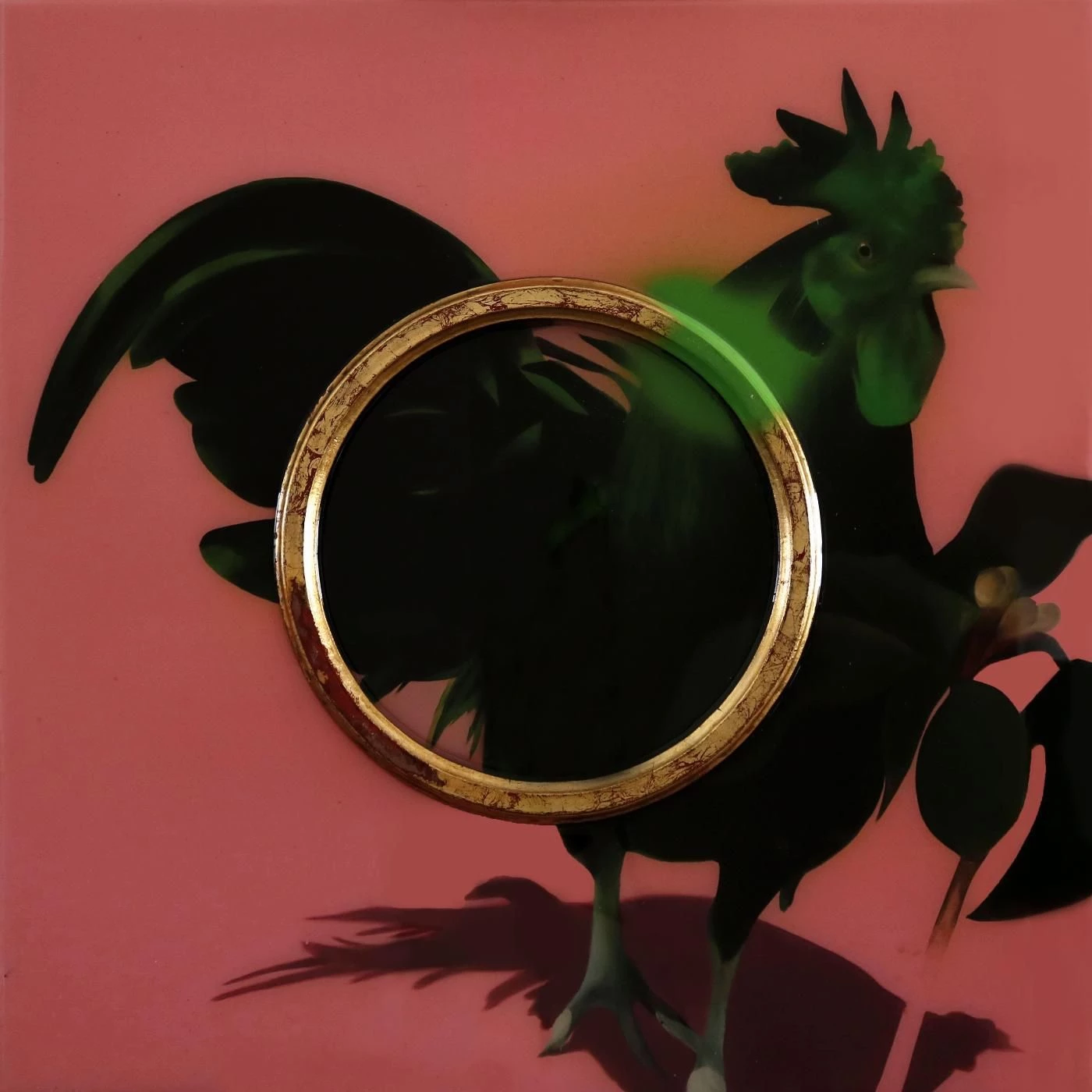 Coq de Combat | Manu Munoz