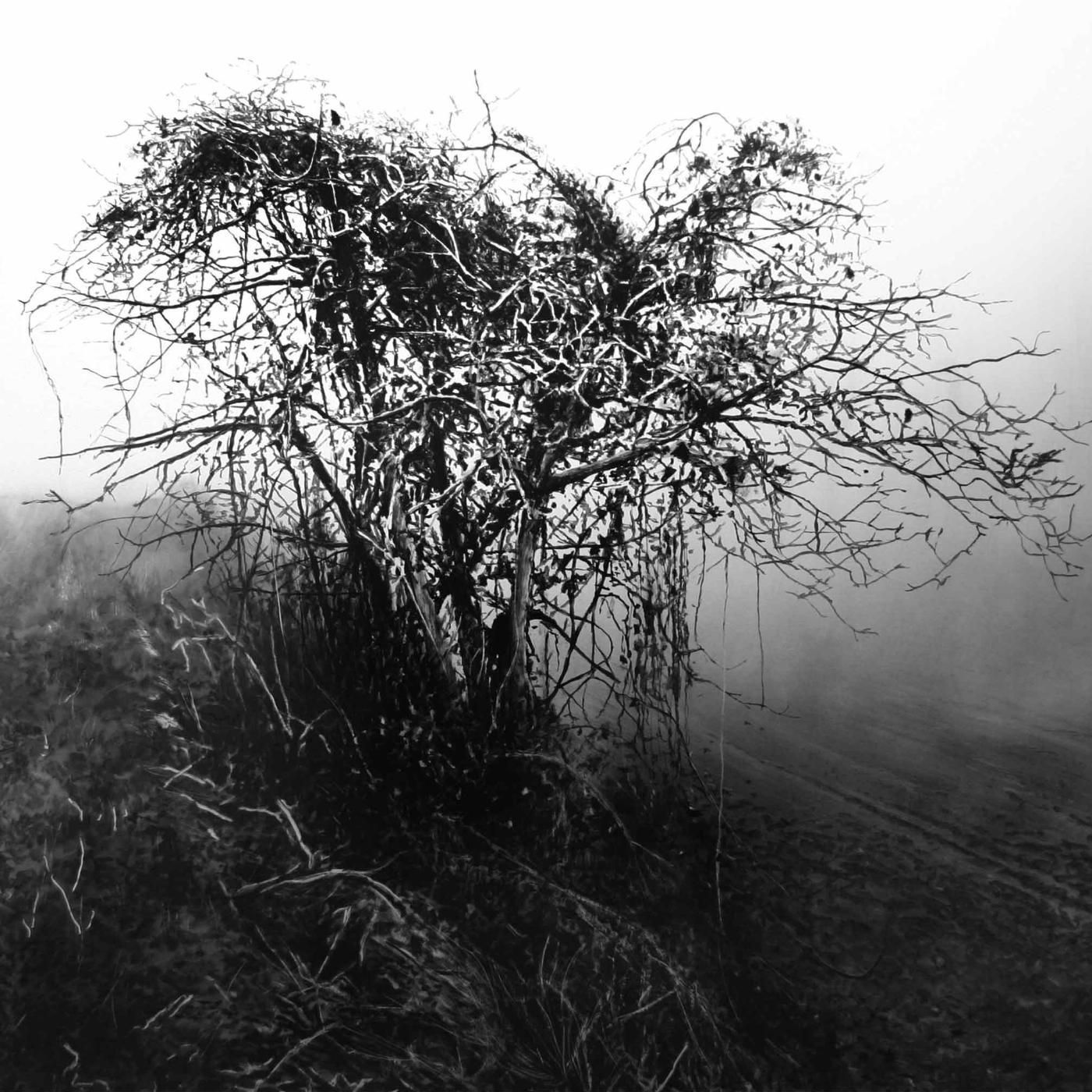 Structure dans le brouillard