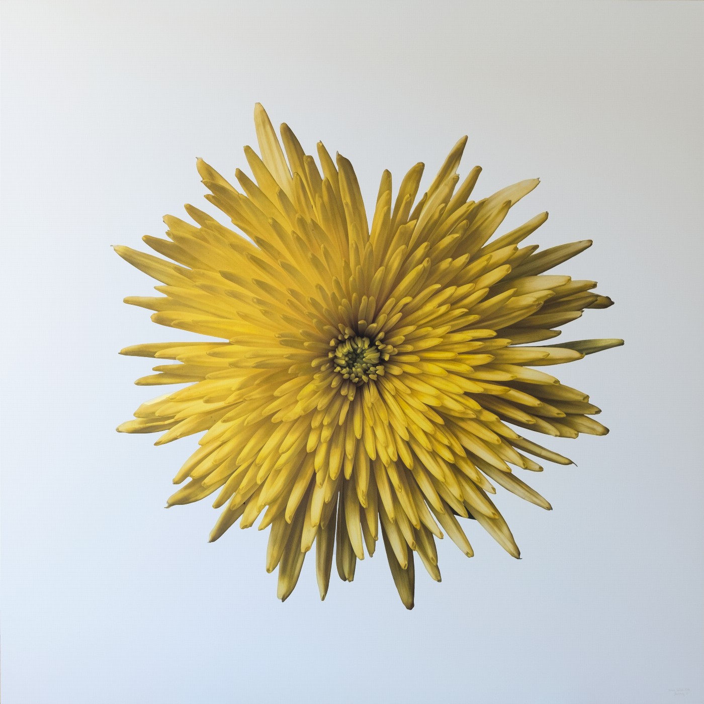 Blossoming 1 I