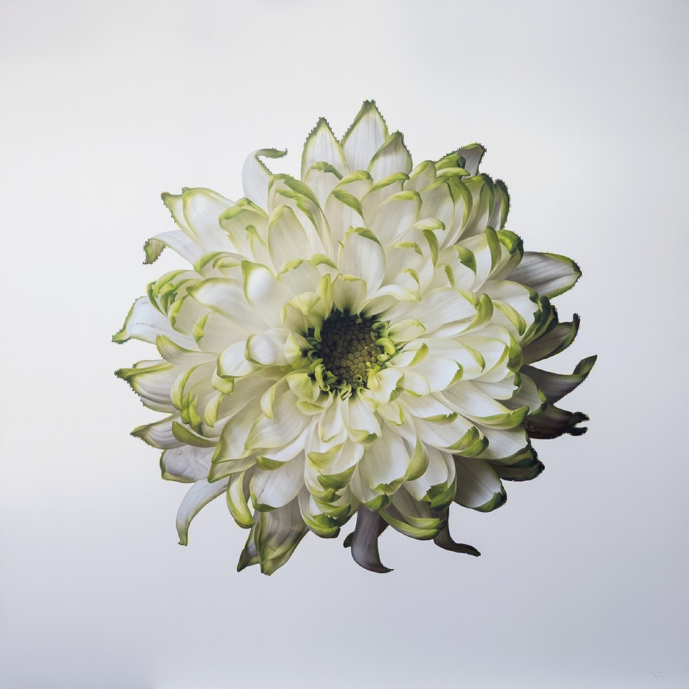 Blossoming 3 I