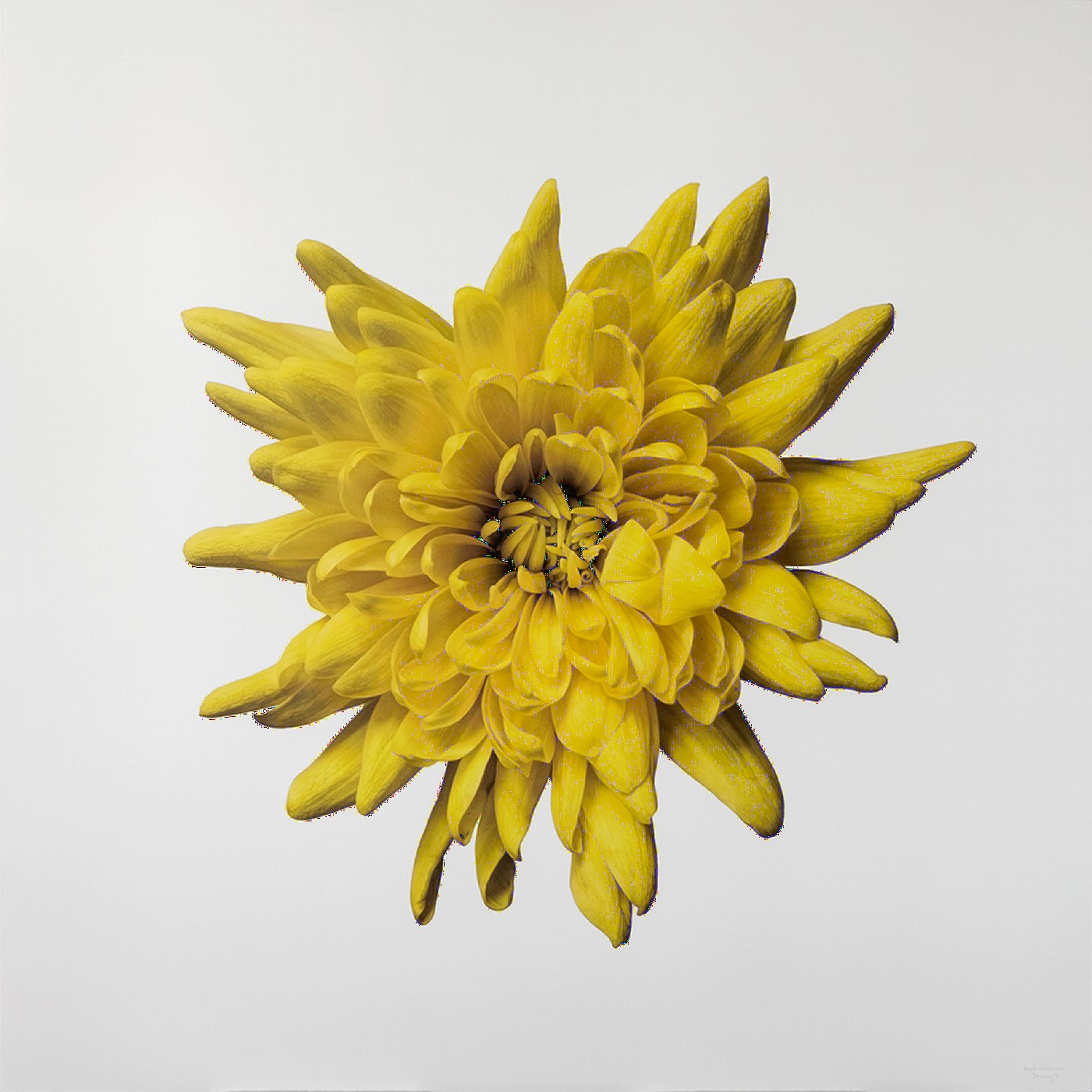 Blossoming 4 I