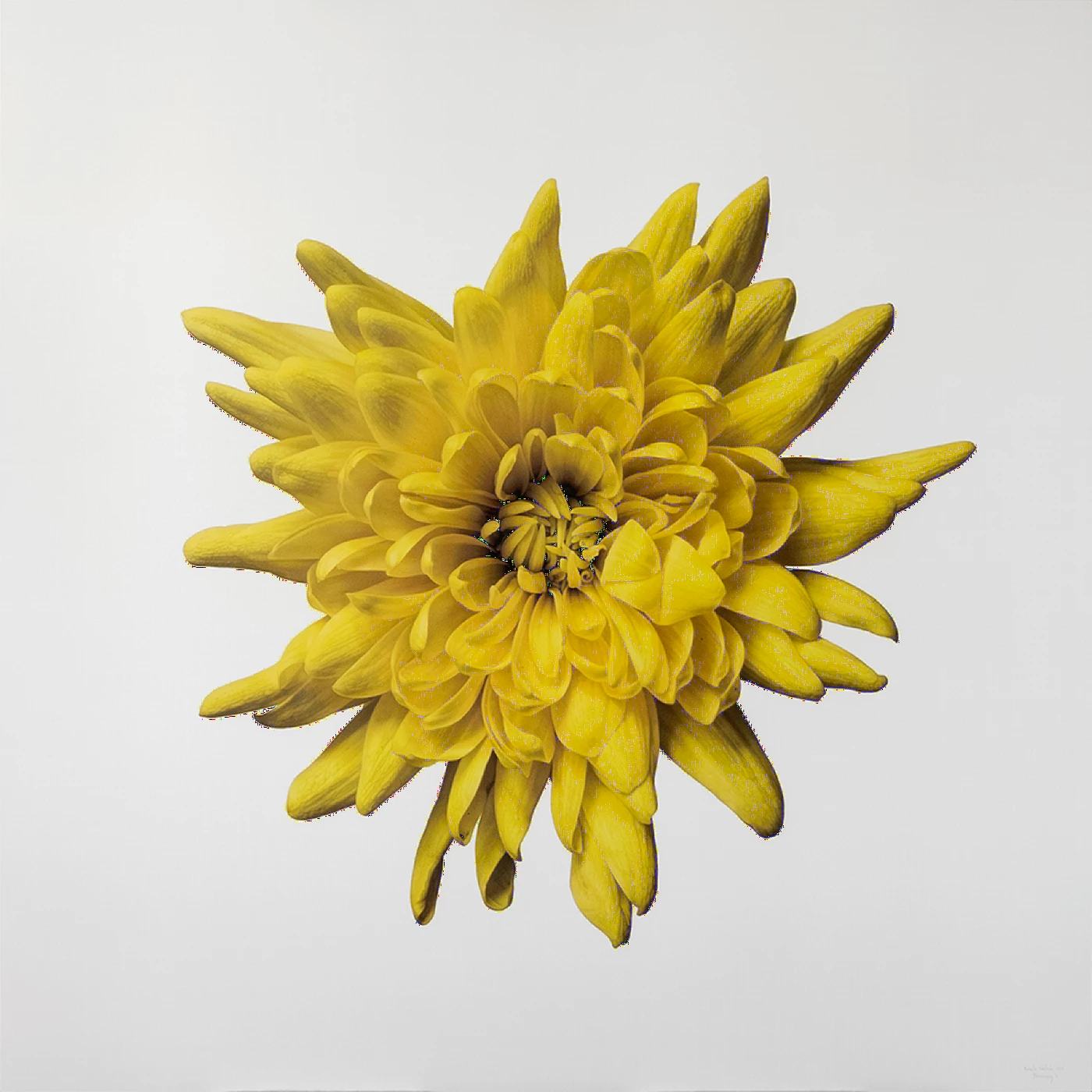 Blossoming 4 I