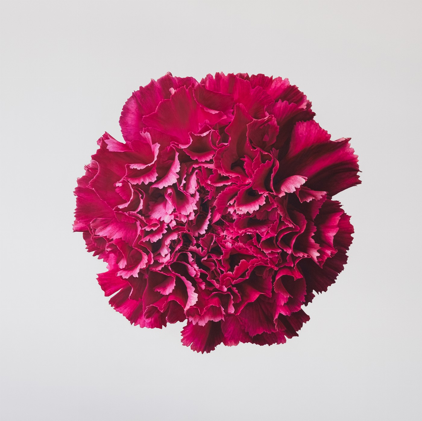 Blossoming 5 I