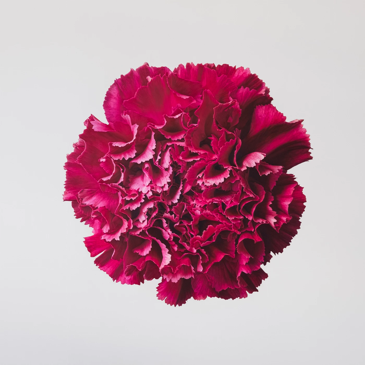 Blossoming 5 I