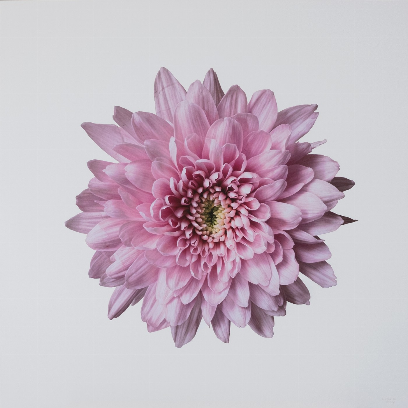 Blossoming 6 I