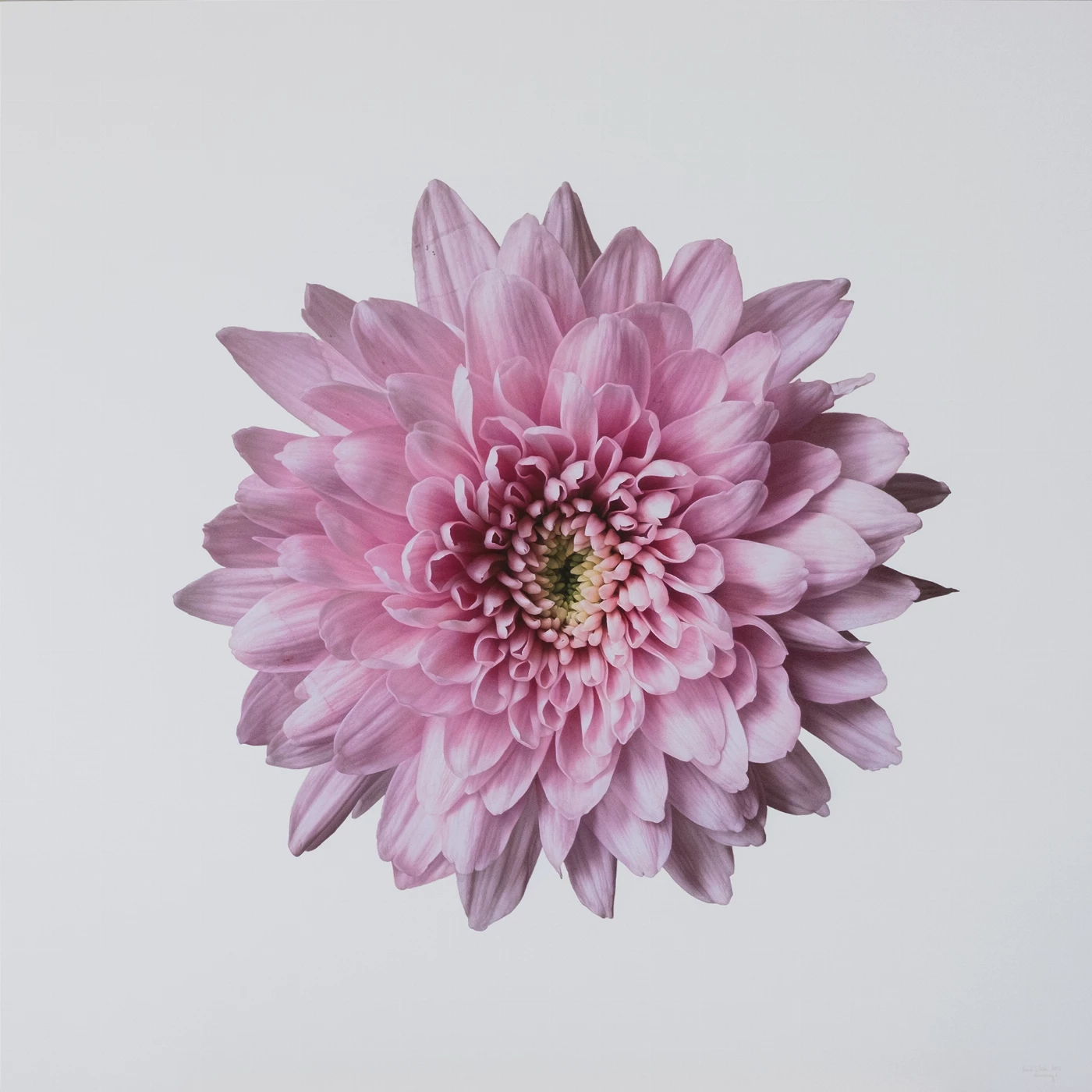 Blossoming 6 I