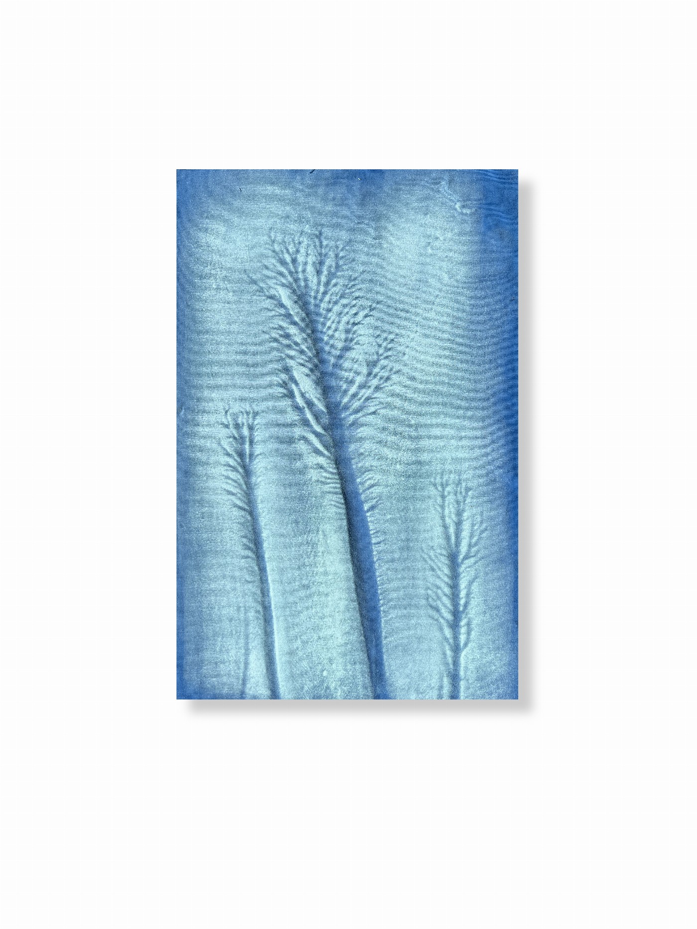 Árboles de agua