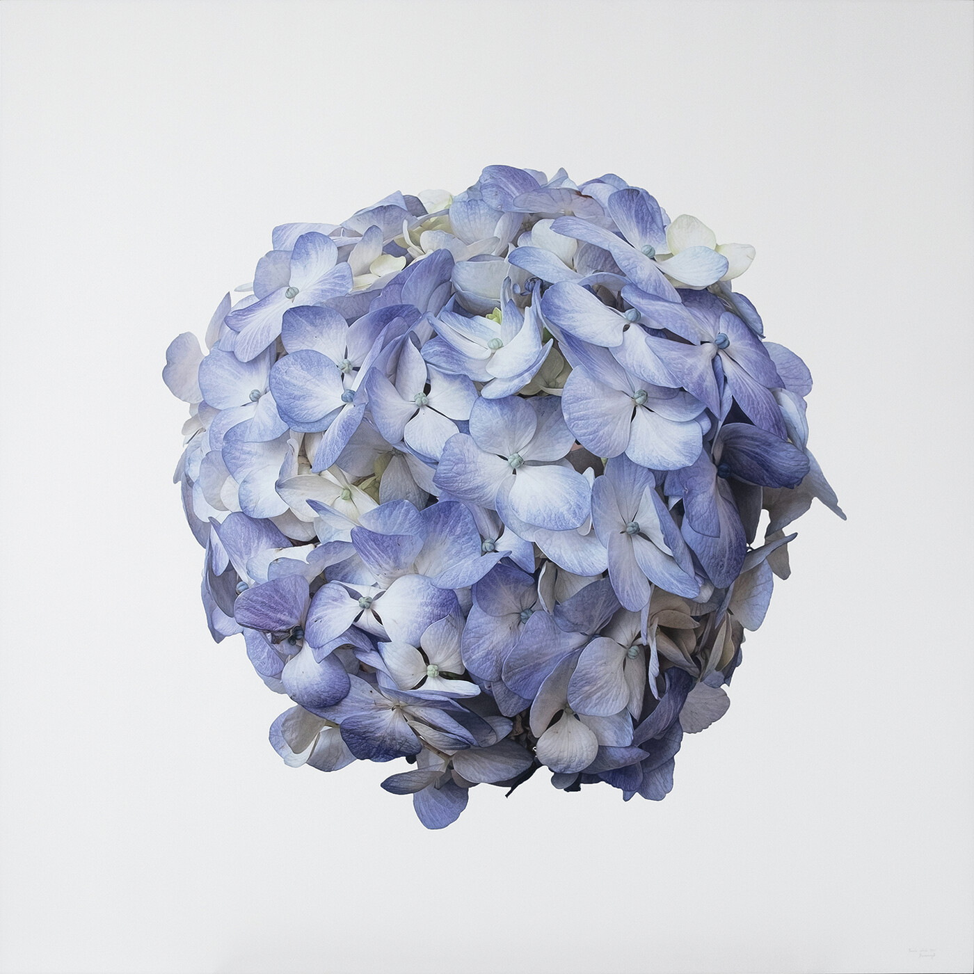 Blossoming 8 I