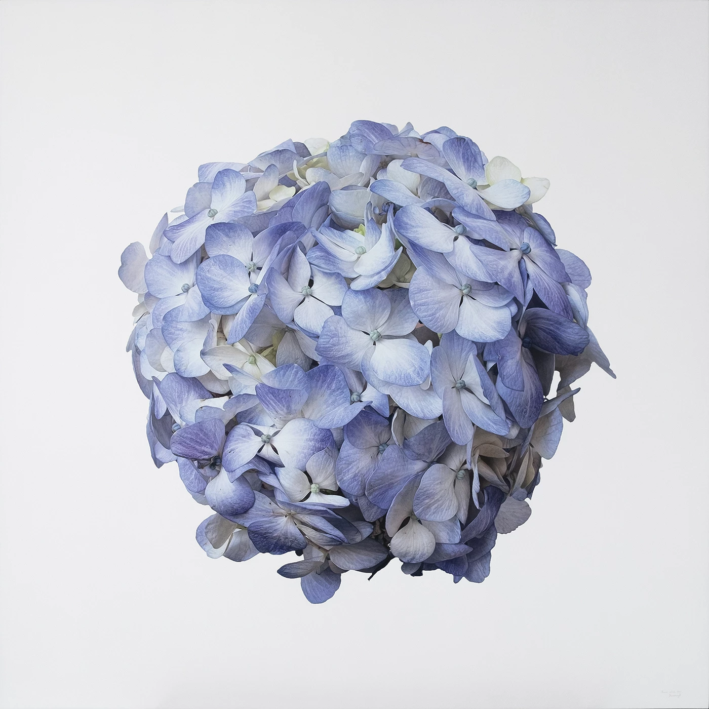 Blossoming 8 I