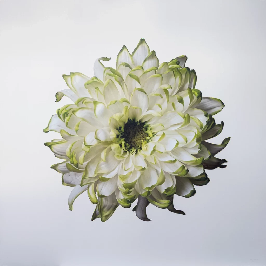 Blossoming 3 / Rómulo Celdrán
