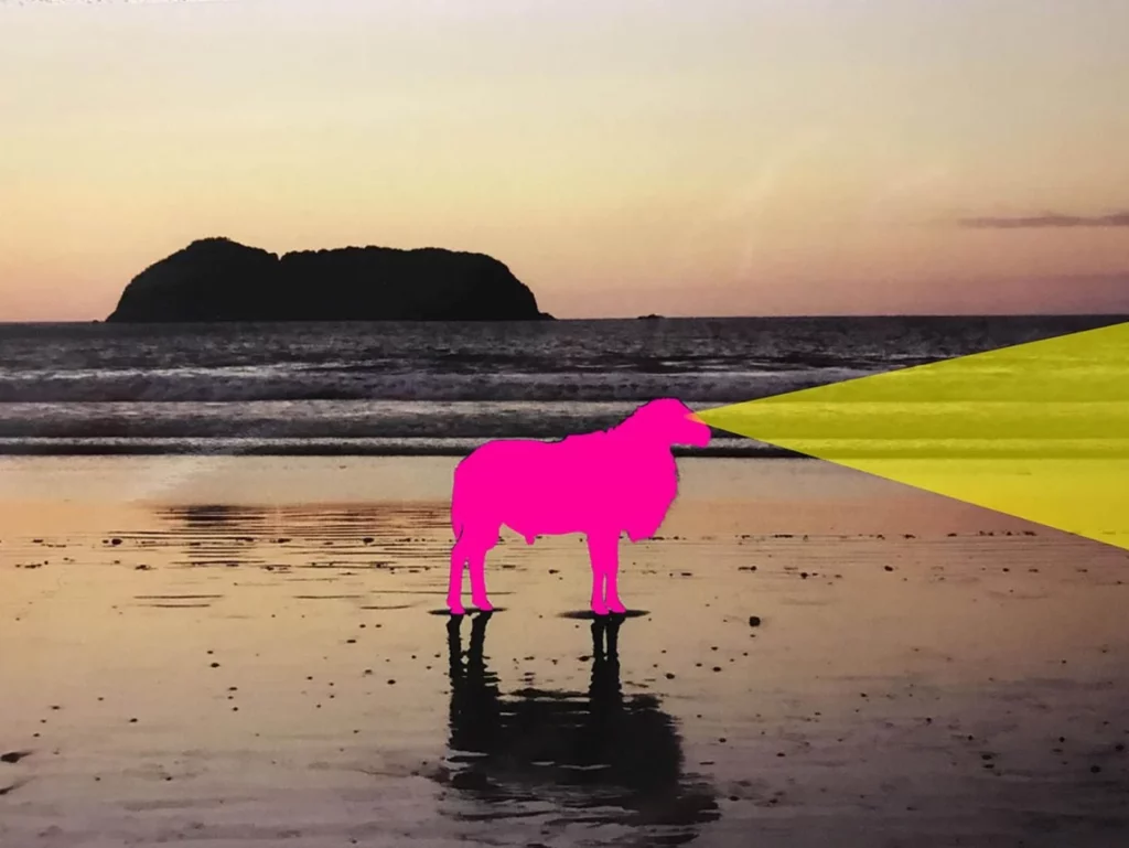 Borrego Rosa | William Gaber